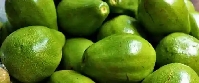 Aguacate