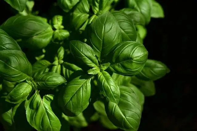 Albahaca