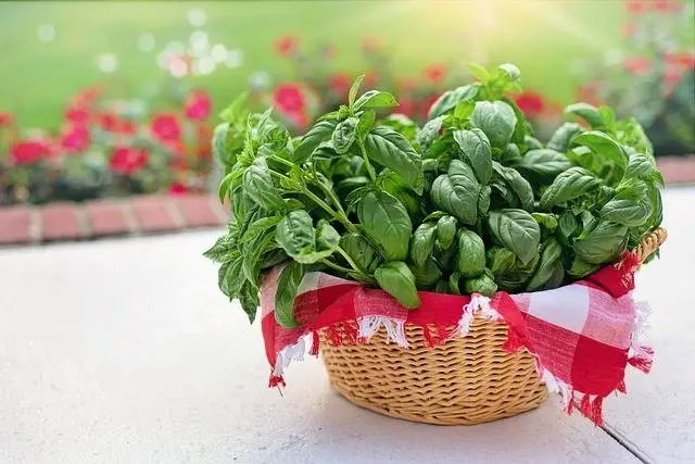 Albahaca