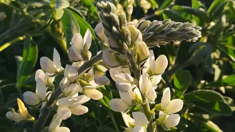Altramuces
