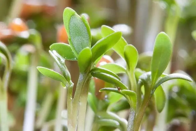 Berros