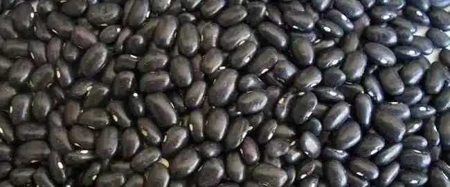 Vitamina B9