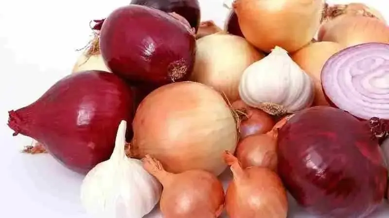 Cebolla