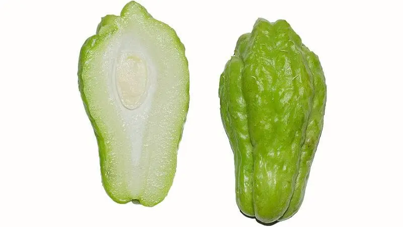 Chayote