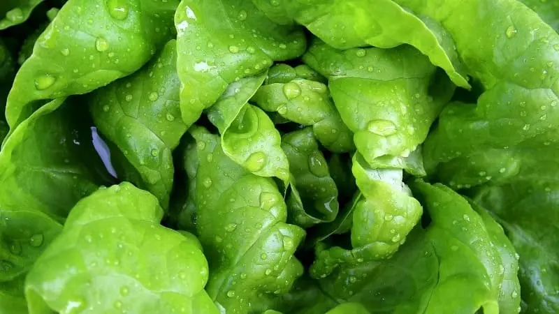 Lechuga