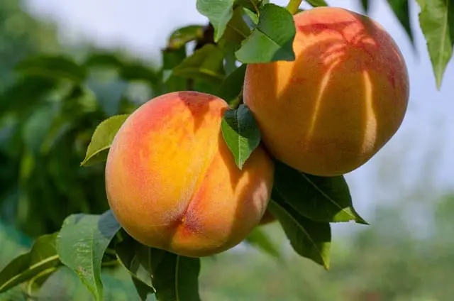 Melocotón