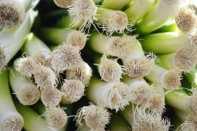 Puerro