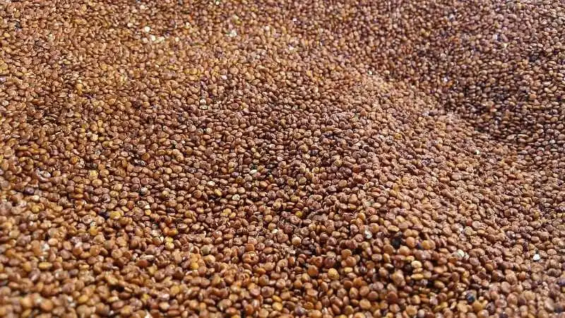 Quinoa