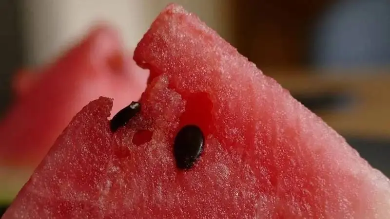 Sandia