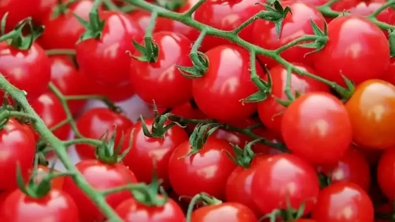 Tomates