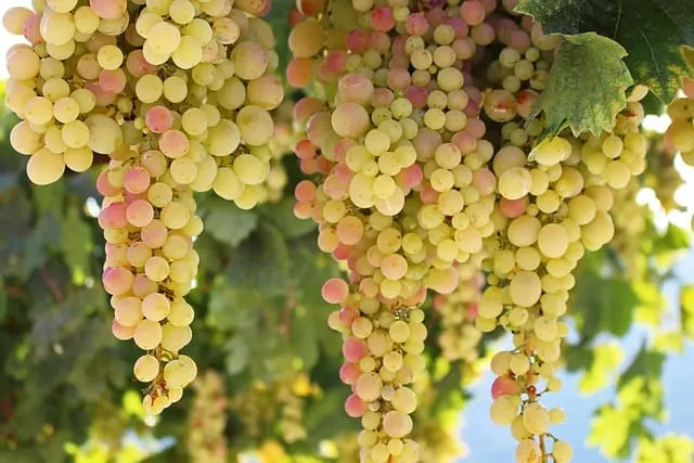 Uvas